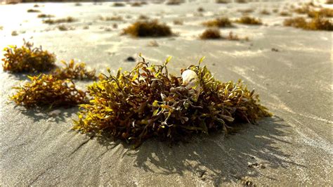 Seaweed Agriculture in Corpus Christi: An Ancient Practice with Modern Applications